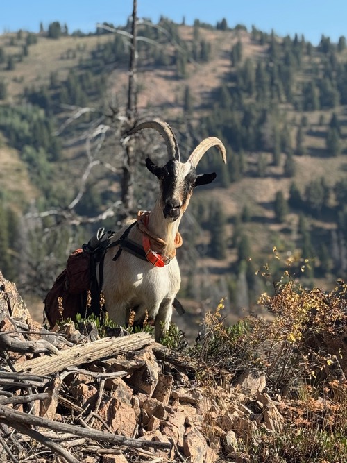 hunting-with-goats